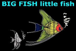 Big Fish Little Fish Pet Store Pet Shop Somerville MA